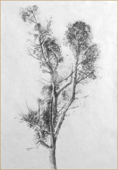 Drawing of a Eucalyptus by Edward K Hudson